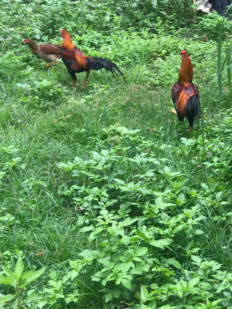 samui roosters